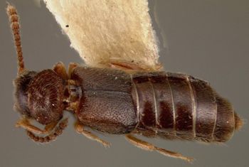 Media type: image;   Entomology 27478 Aspect: habitus dorsal view